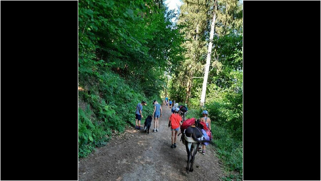 Esel tragen das Gepäck bei der Wanderung